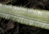 Typha latifolia. Продольный разлом пестичной части общего соцветия с завязавшимися плодами. Саратовская обл., окр. г. Энгельс, заболоченный берег старичного озера. 10 июня 2011 г.