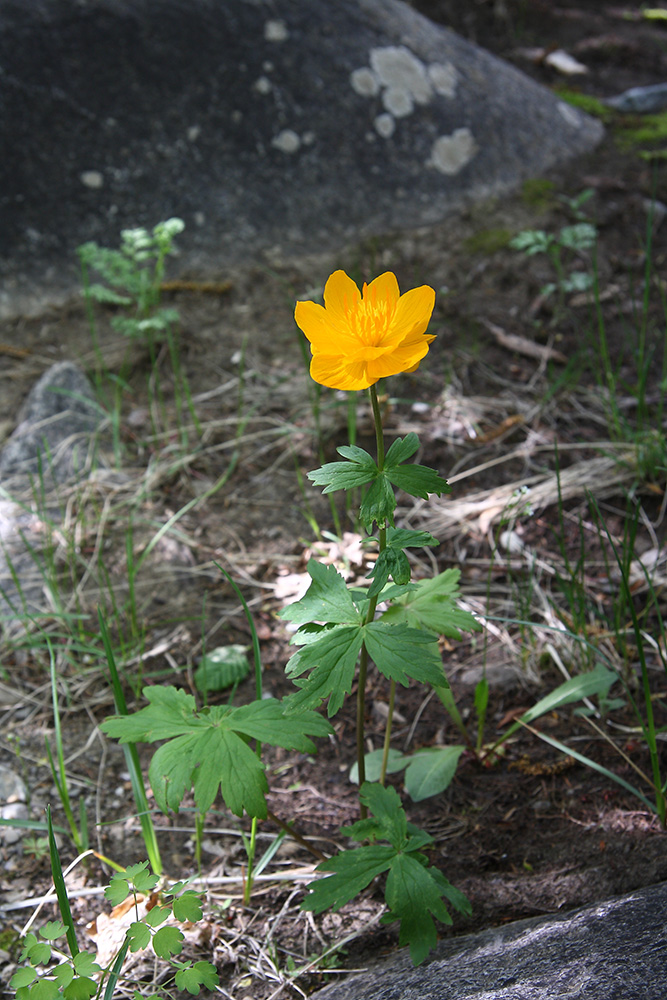 Image of Trollius kytmanovii specimen.