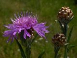 Centaurea jacea. Корзинки в верхней, разветвлённой части стебля: диаметр соцветия примерно 3 см, диаметр обёртки около 12 мм. Киев, луг возле Святошинского озера. 3 июля 2008 г.