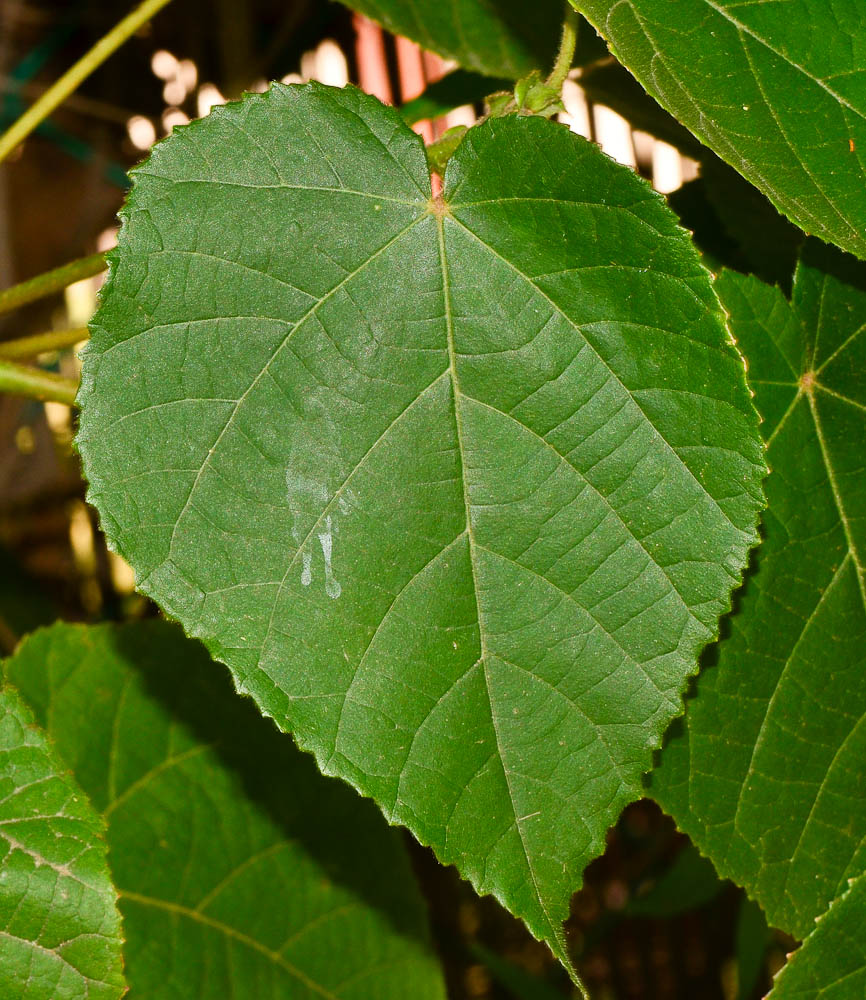 Image of Dombeya &times; cayeuxii specimen.