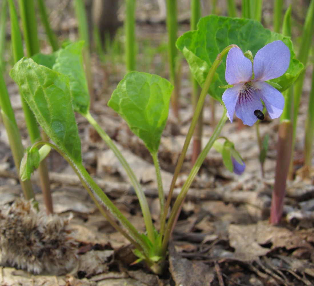 Image of Viola mirabilis specimen.