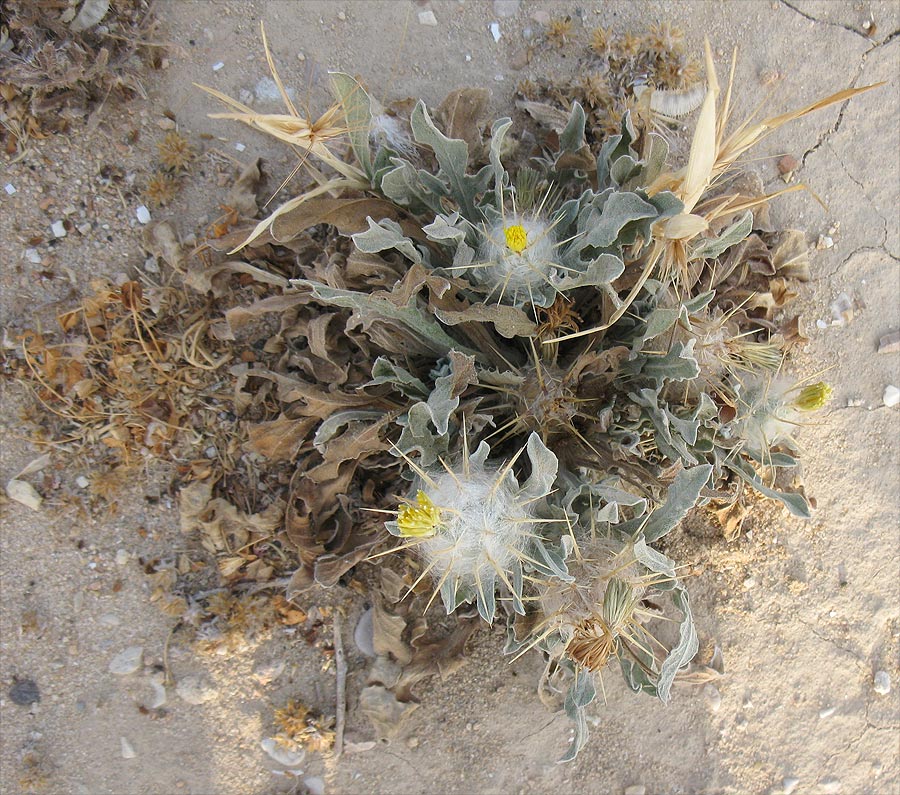 Изображение особи Centaurea eriophora.