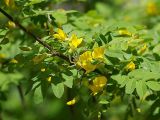 Caragana arborescens