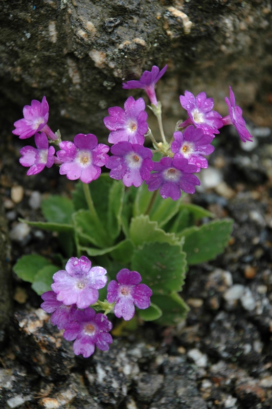 Image of Primula pedemontana specimen.