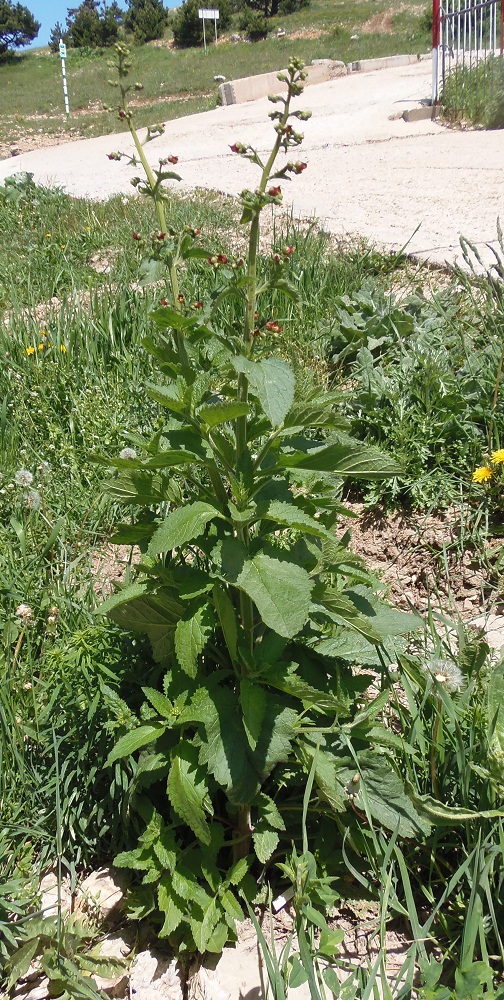 Image of Scrophularia scopolii specimen.