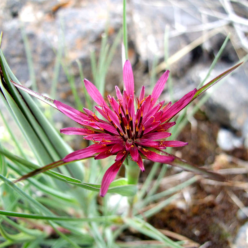 Image of Tragopogon coloratus specimen.