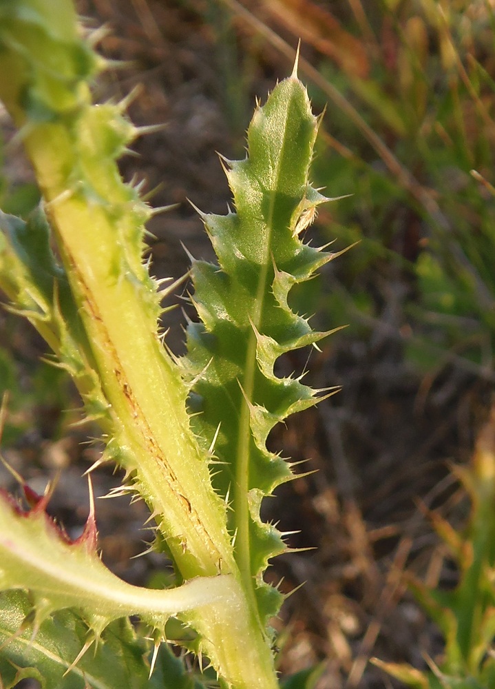 Image of Carduus thoermeri specimen.