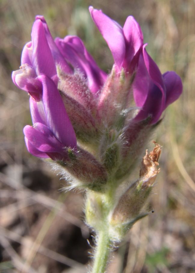 Изображение особи Oxytropis sibajensis.