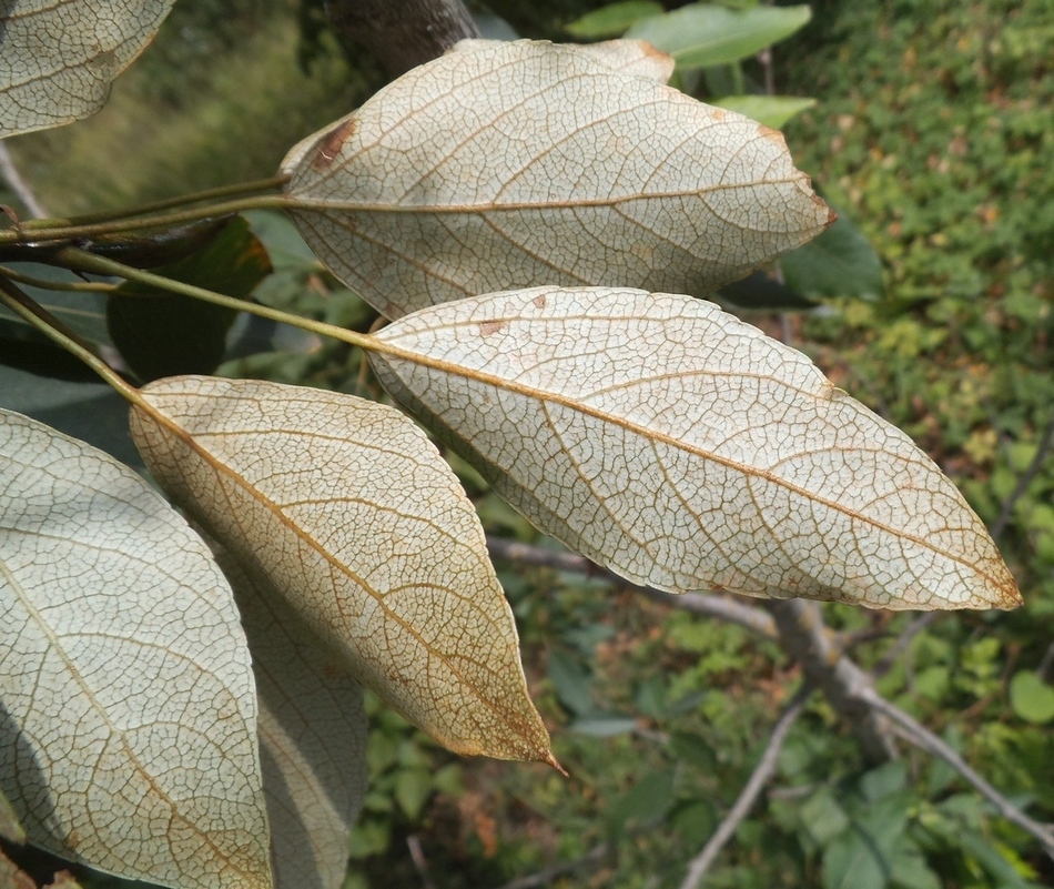 Изображение особи Populus longifolia.