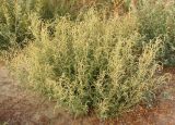 Atriplex tatarica. Цветущее растение. Украина, г. Запорожье, пос. Солнечный, край балки, возле дороги. 30.08.2013.