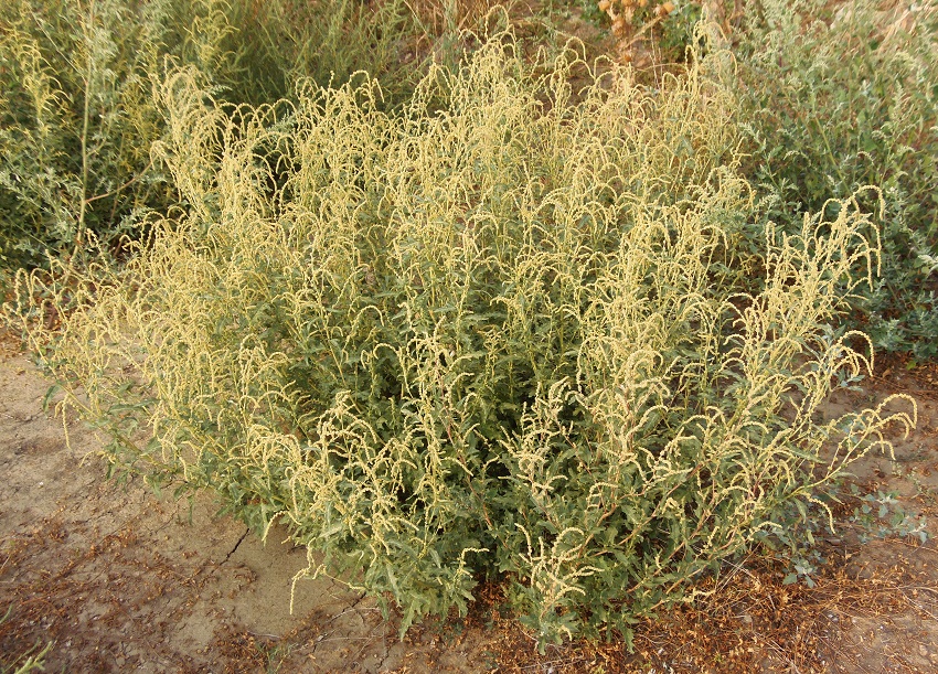 Image of Atriplex tatarica specimen.