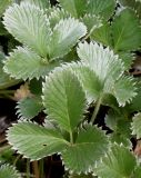 Potentilla argyrophylla разновидность atrosanguinea. Молодые листья. Германия, г. Krefeld, Ботанический сад. 11.08.2013.