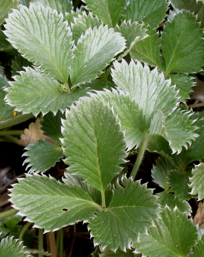 Изображение особи Potentilla argyrophylla var. atrosanguinea.