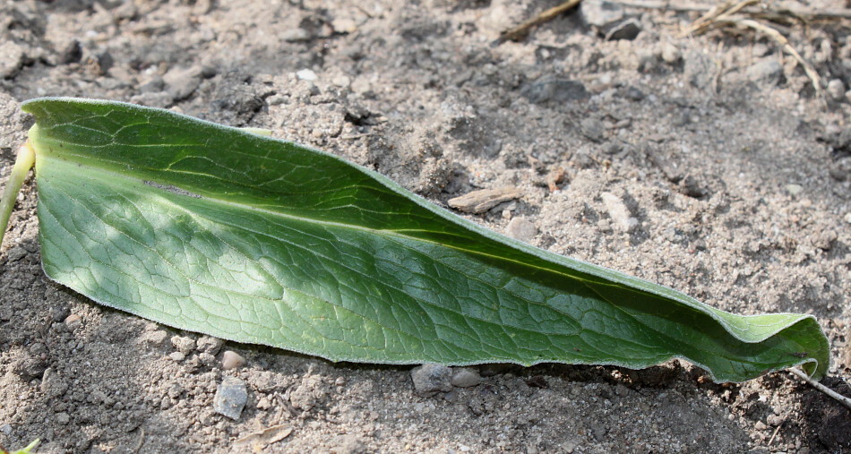 Image of Digitalis ferruginea specimen.