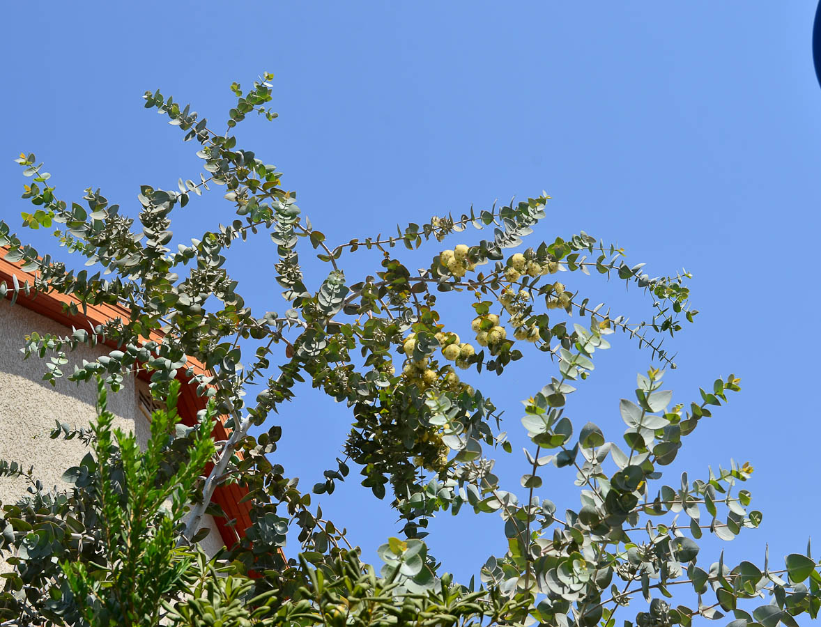 Изображение особи Eucalyptus cinerea.