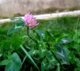 Trifolium pratense