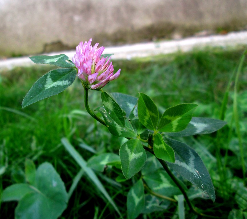 Изображение особи Trifolium pratense.