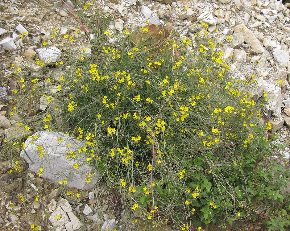 Image of Diplotaxis tenuifolia specimen.