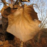 Populus alba. Опавший сухой лист. Краснодарский край, Крымский р-н, окр. хут. Майоровский. 17.11.2013.