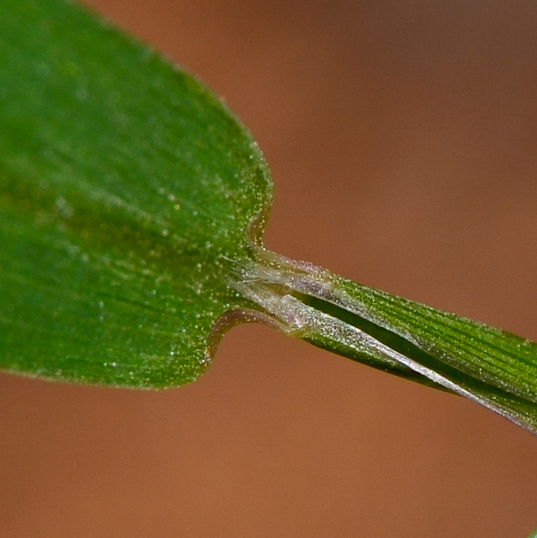 Image of Setaria adhaerens specimen.