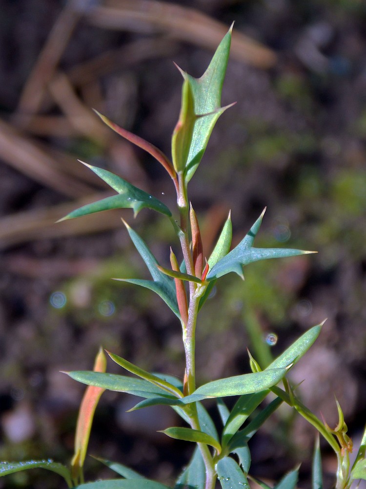 Image of Berberis empetrifolia specimen.