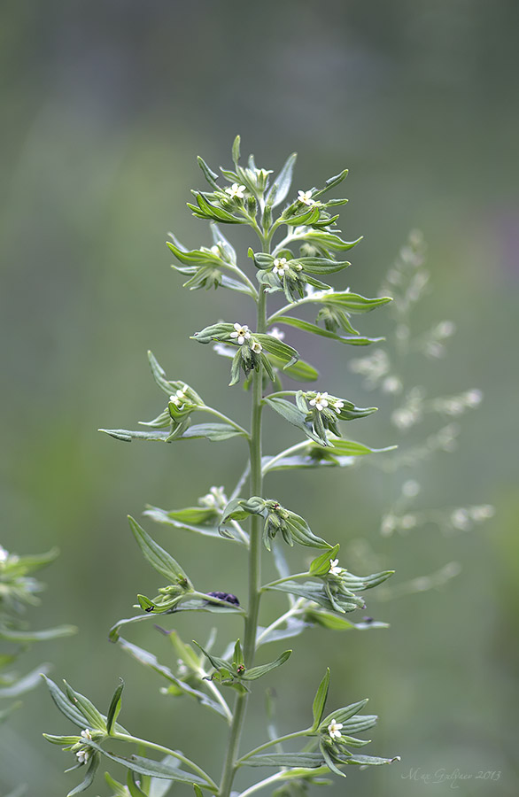 Image of Lithospermum officinale specimen.