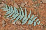 Boswellia elongata. Лист (вид с нижней стороны). Сокотра, плато Хомхи. 29.12.2013.