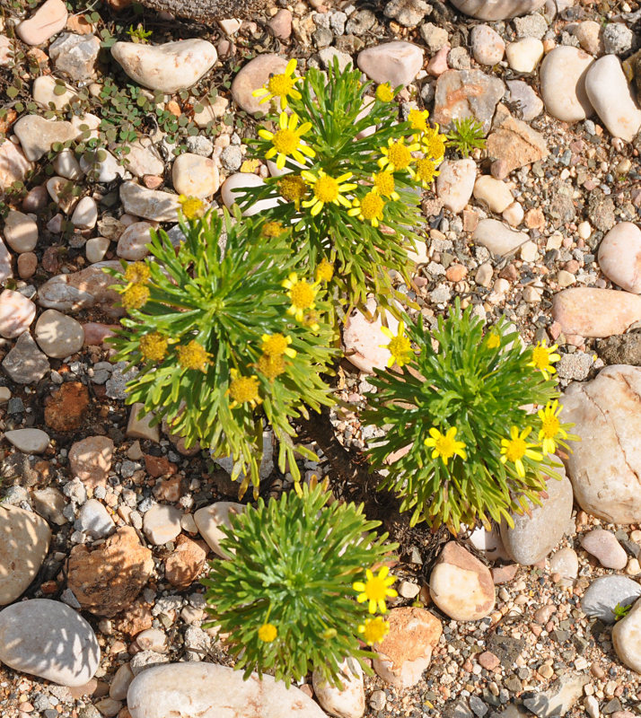 Image of Euryops arabicus specimen.