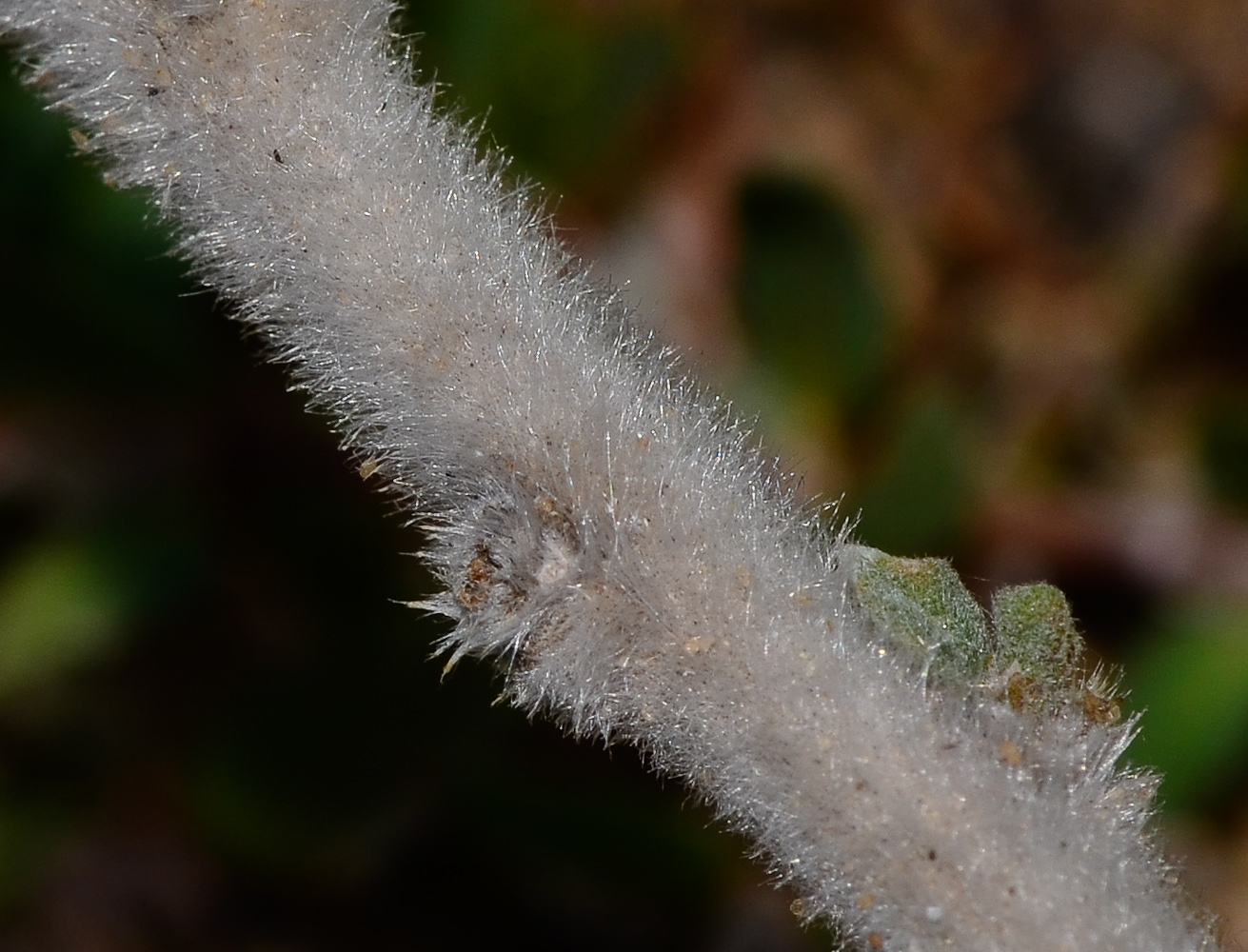 Image of Echium angustifolium specimen.