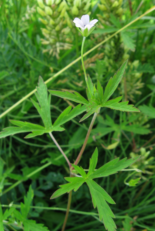 Image of Geranium sibiricum specimen.