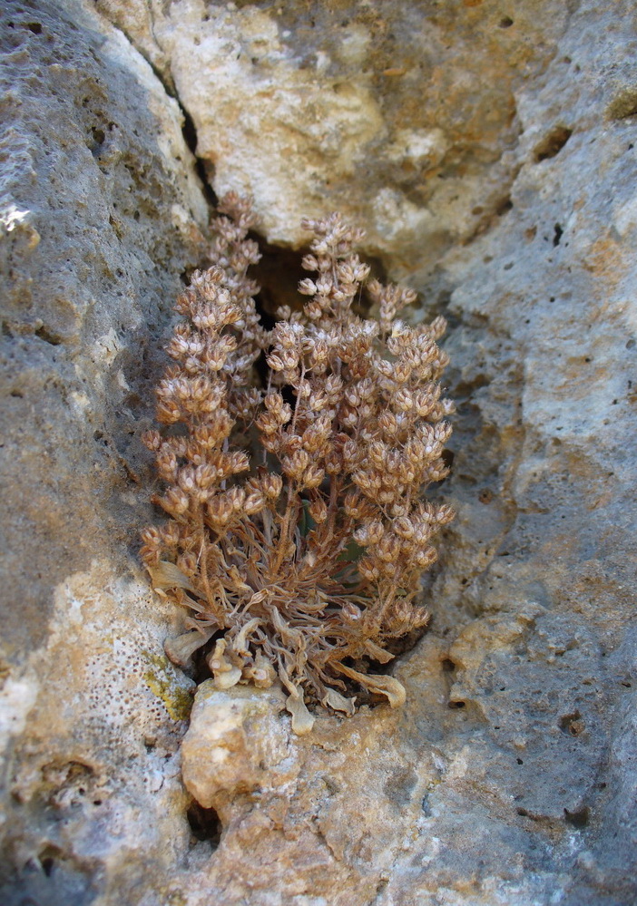 Image of Sedum creticum specimen.