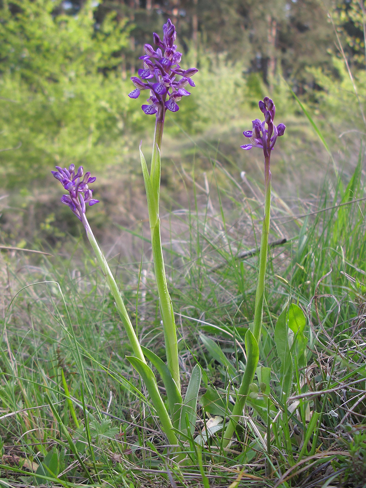 Image of Anacamptis morio ssp. caucasica specimen.