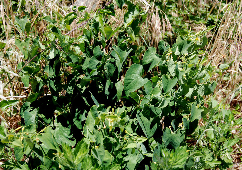 Image of Aristolochia clematitis specimen.