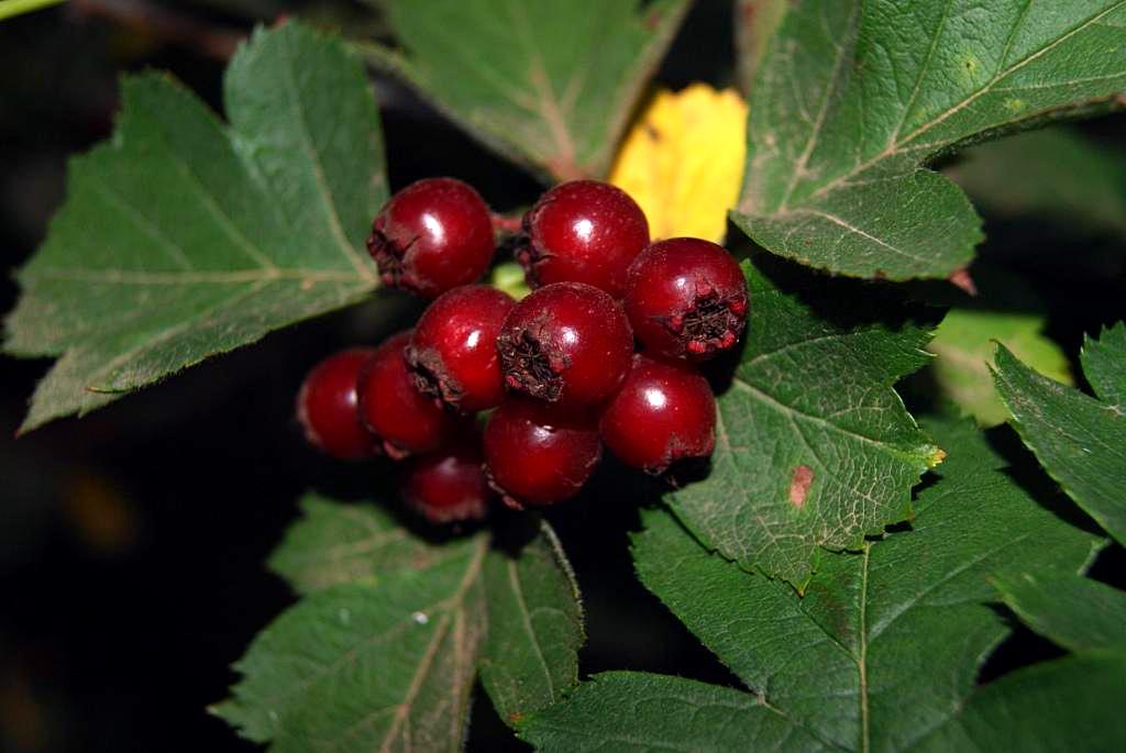 Изображение особи род Crataegus.