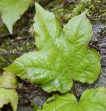 Parthenocissus tricuspidata