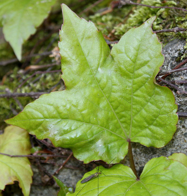 Image of Parthenocissus tricuspidata specimen.