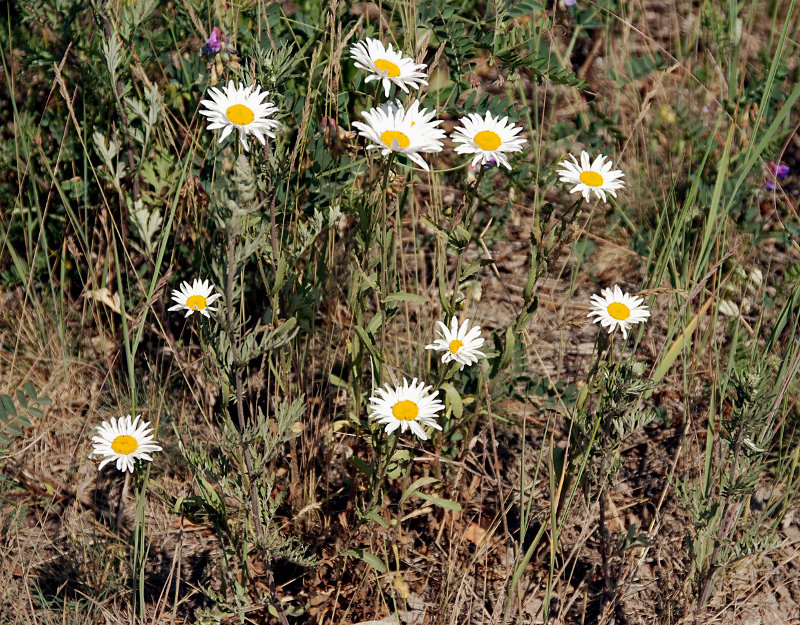 Image of Leucanthemum vulgare specimen.