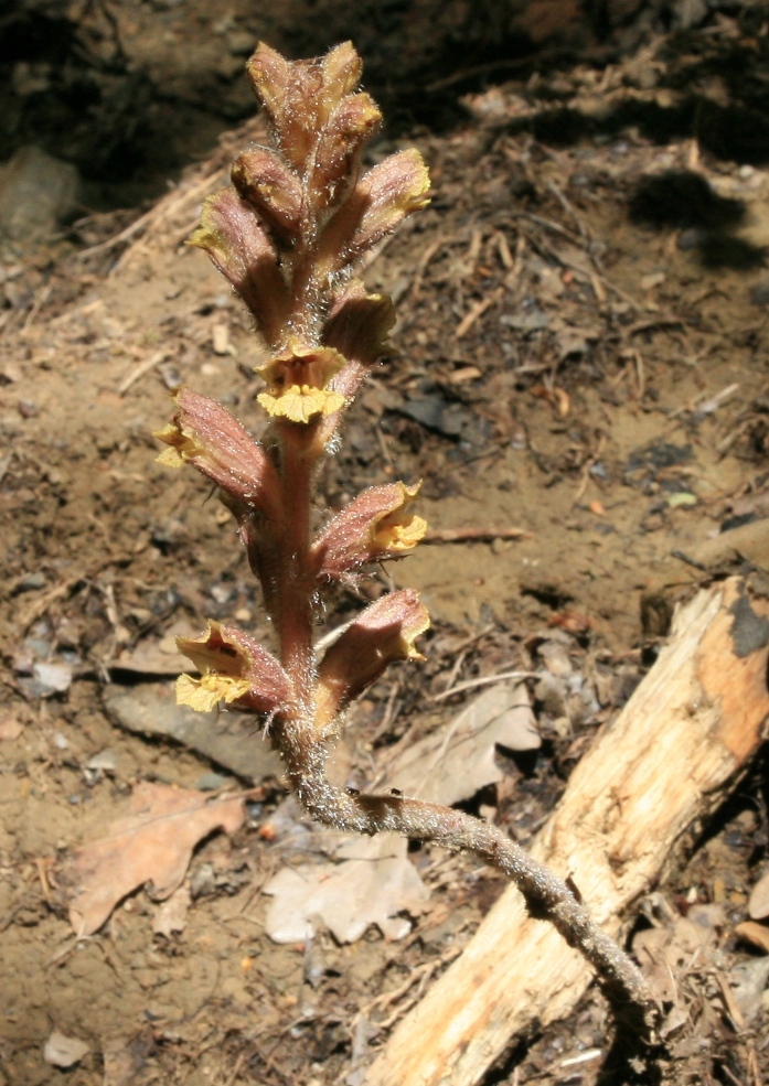 Image of Orobanche laxissima specimen.