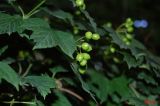 Viburnum opulus