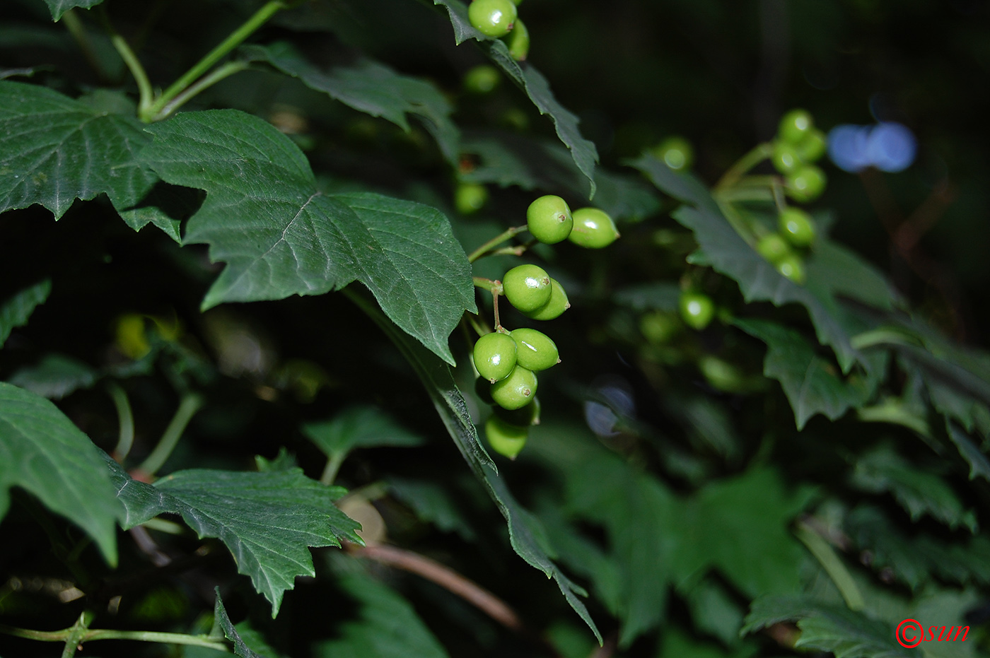 Image of Viburnum opulus specimen.