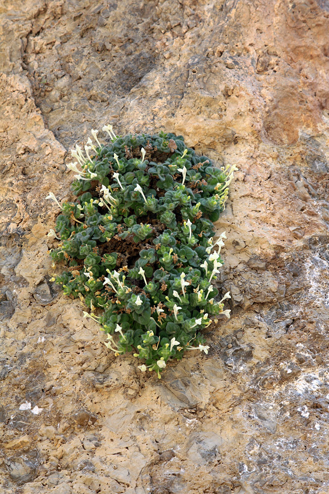 Image of Scutellaria immaculata specimen.