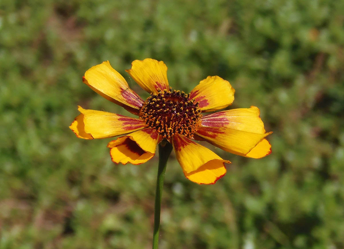 Изображение особи род Gaillardia.