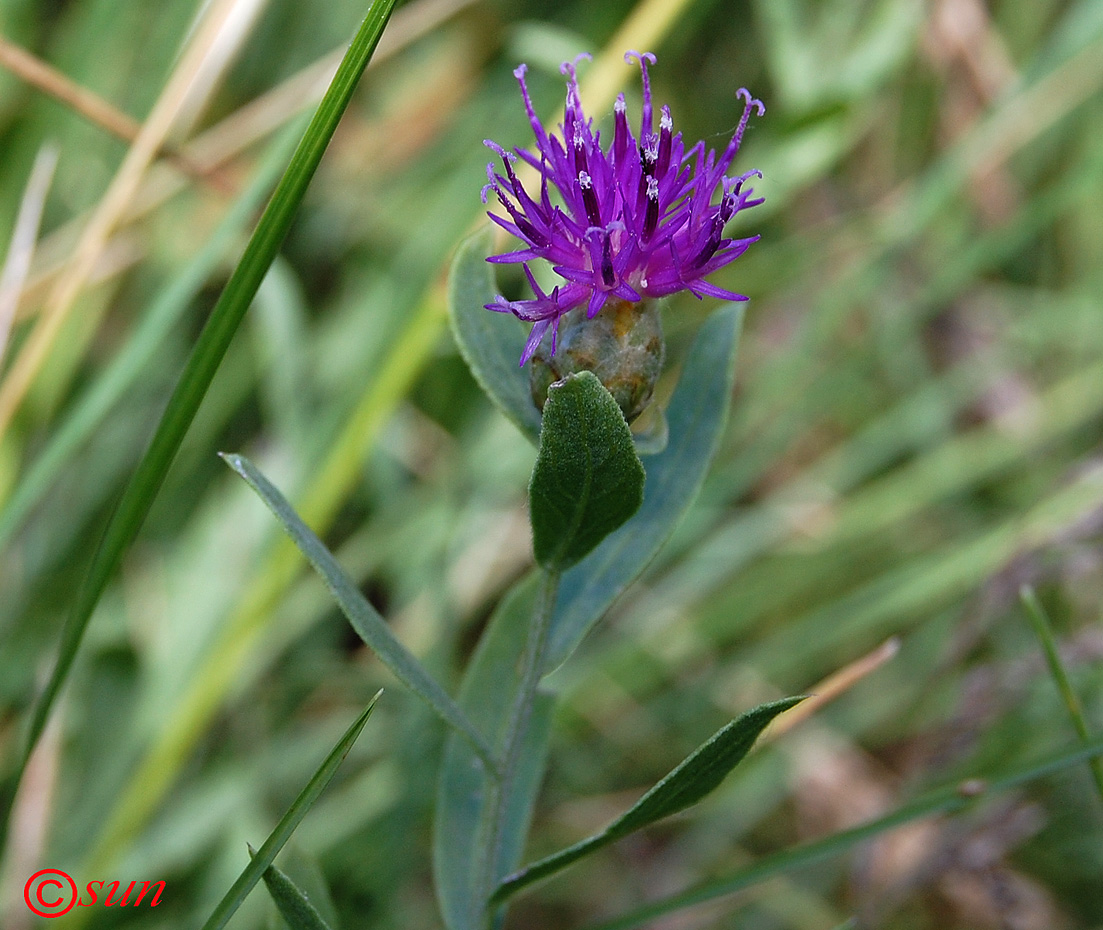 Image of Acroptilon repens specimen.