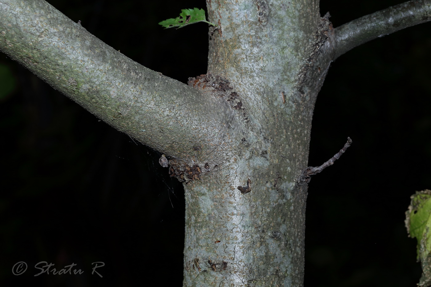 Image of Sorbus torminalis specimen.