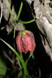 Fritillaria ferganensis