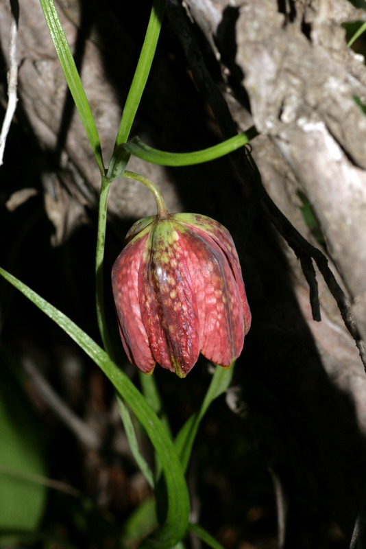 Изображение особи Fritillaria ferganensis.