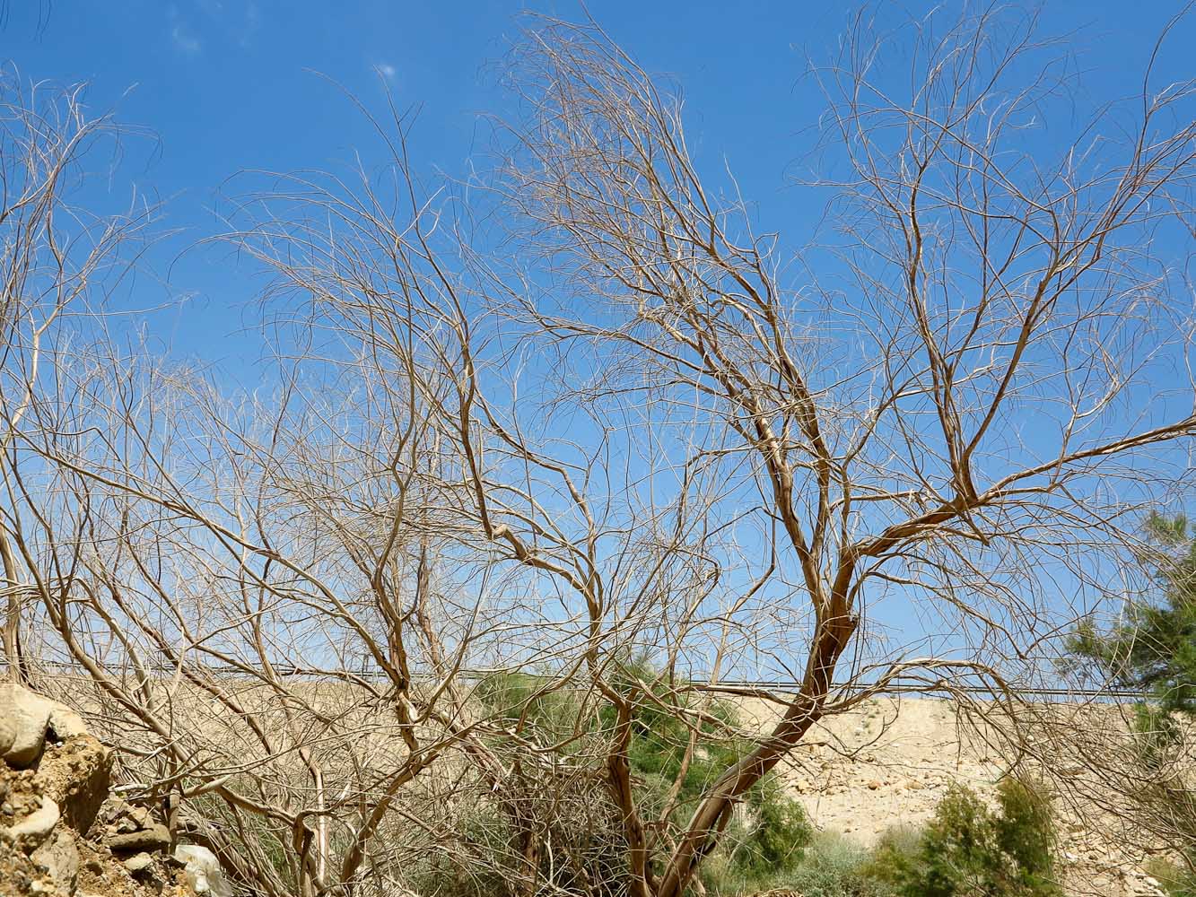 Image of Tamarix nilotica specimen.