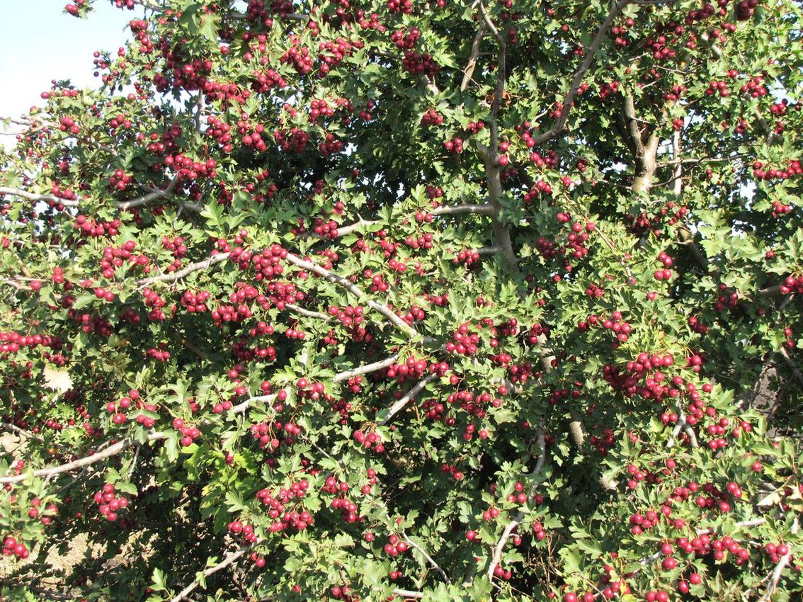 Image of Crataegus volgensis specimen.