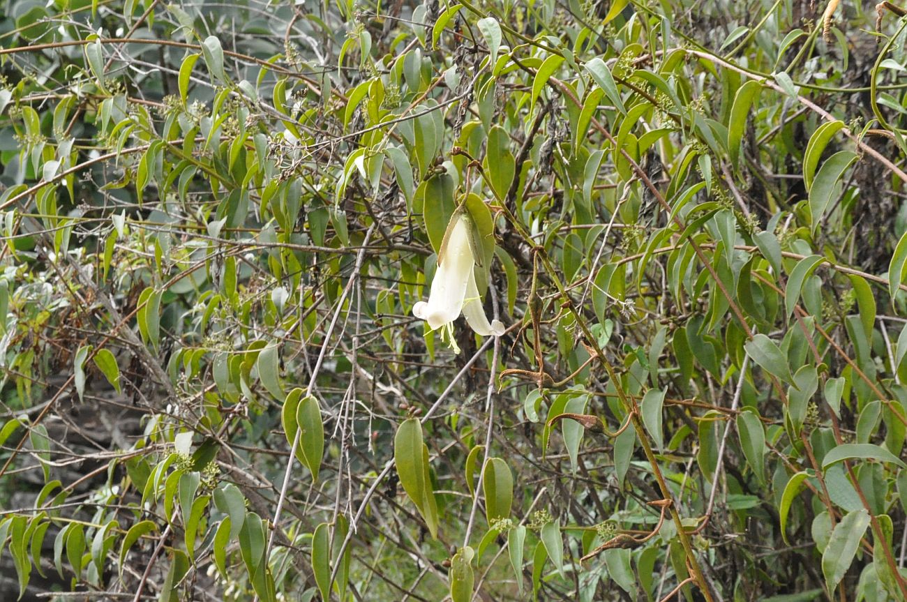 Image of familia Bromeliaceae specimen.