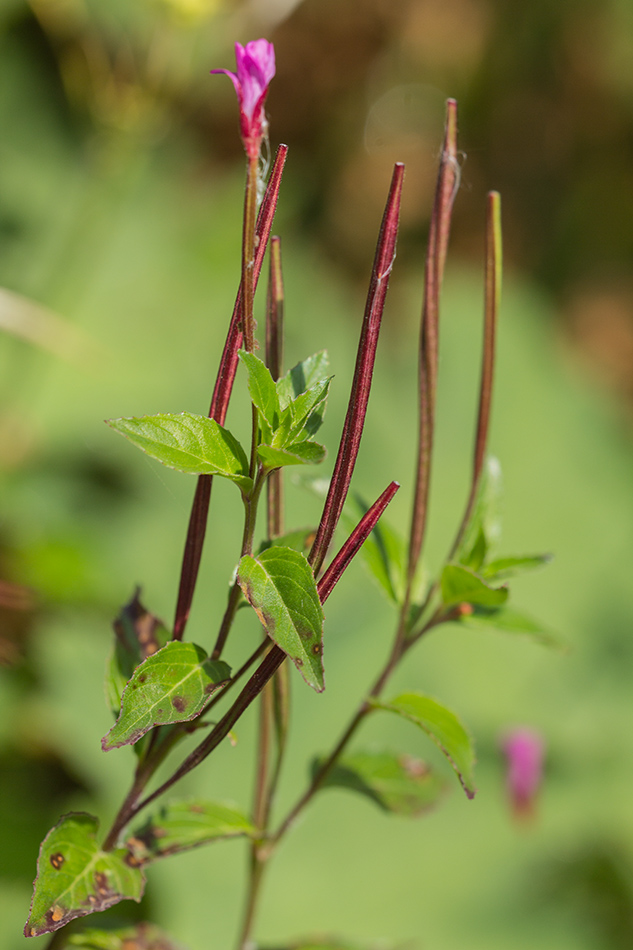 Изображение особи род Epilobium.